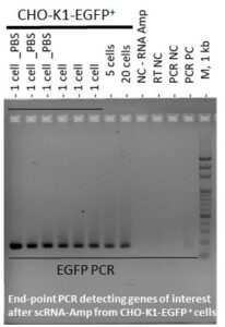 Single cell scRNA Amplification GFP PCR